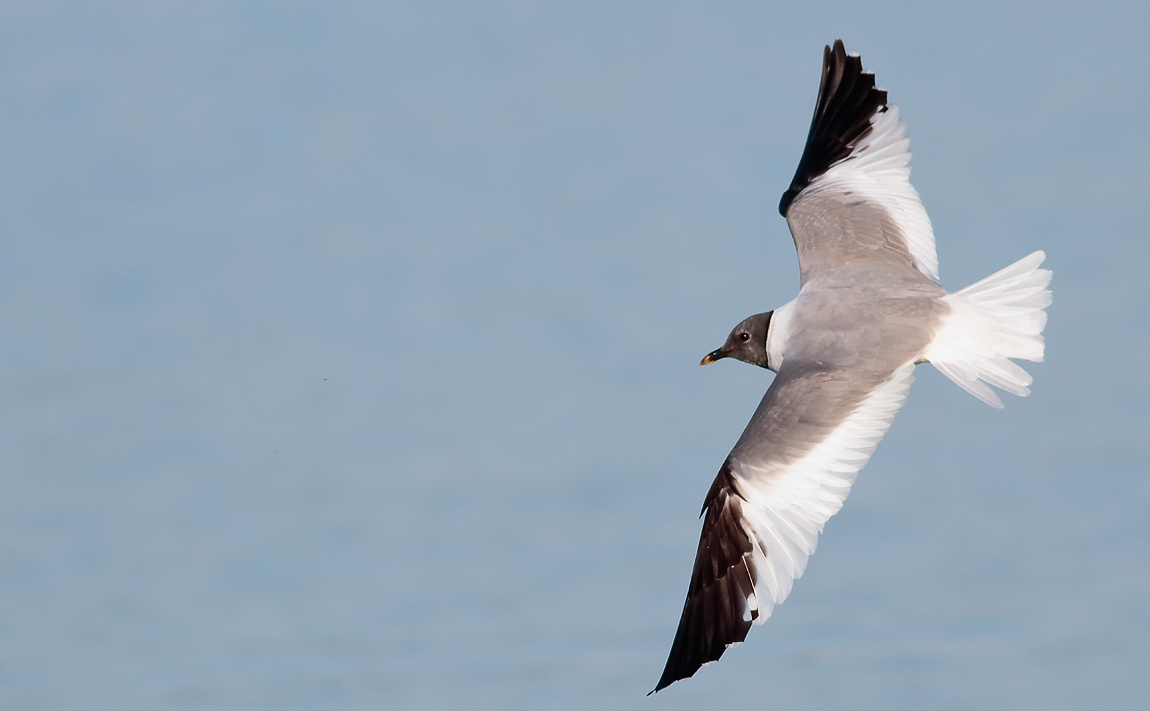 Sabine's Gull_S1Q9380
