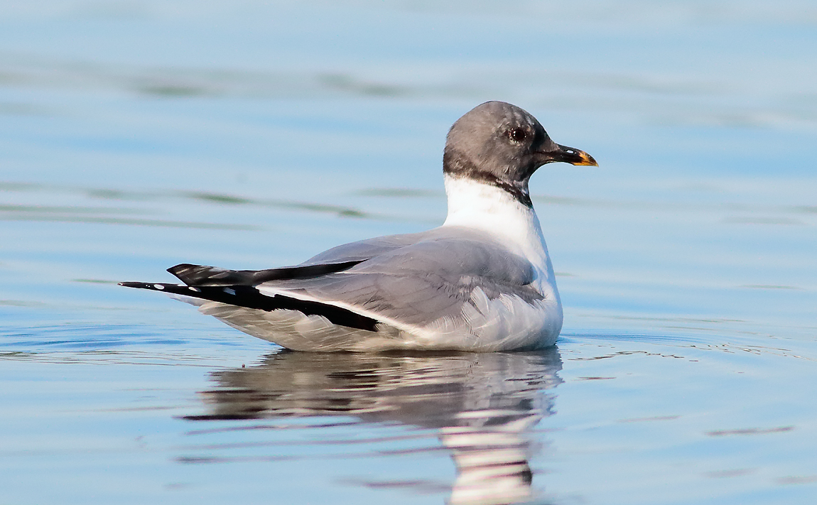 Sabine's Gull_S1Q9502