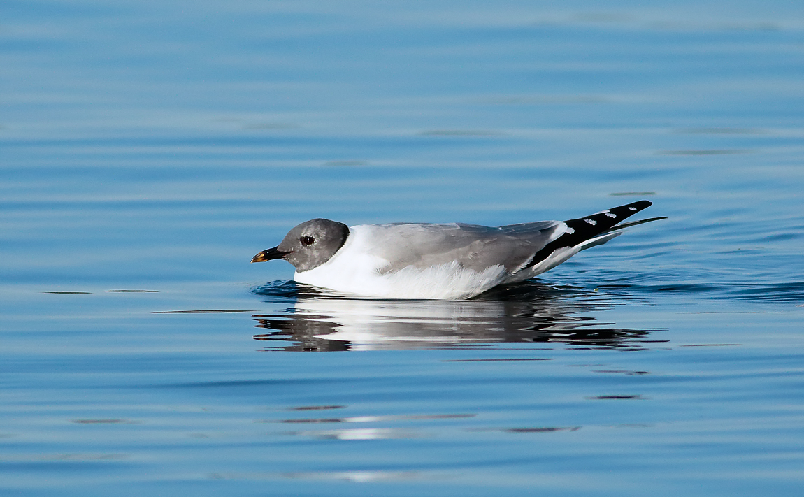 Sabine's Gull_S1Q9570