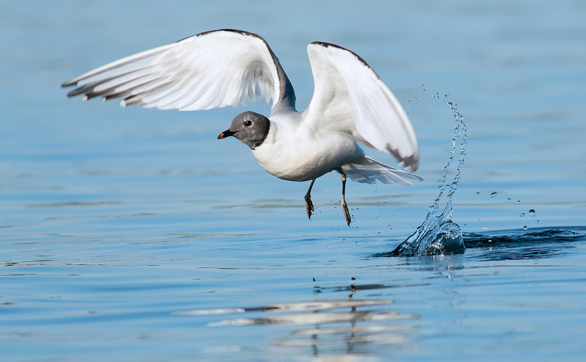 Sabine's Gull_S1Q9584
