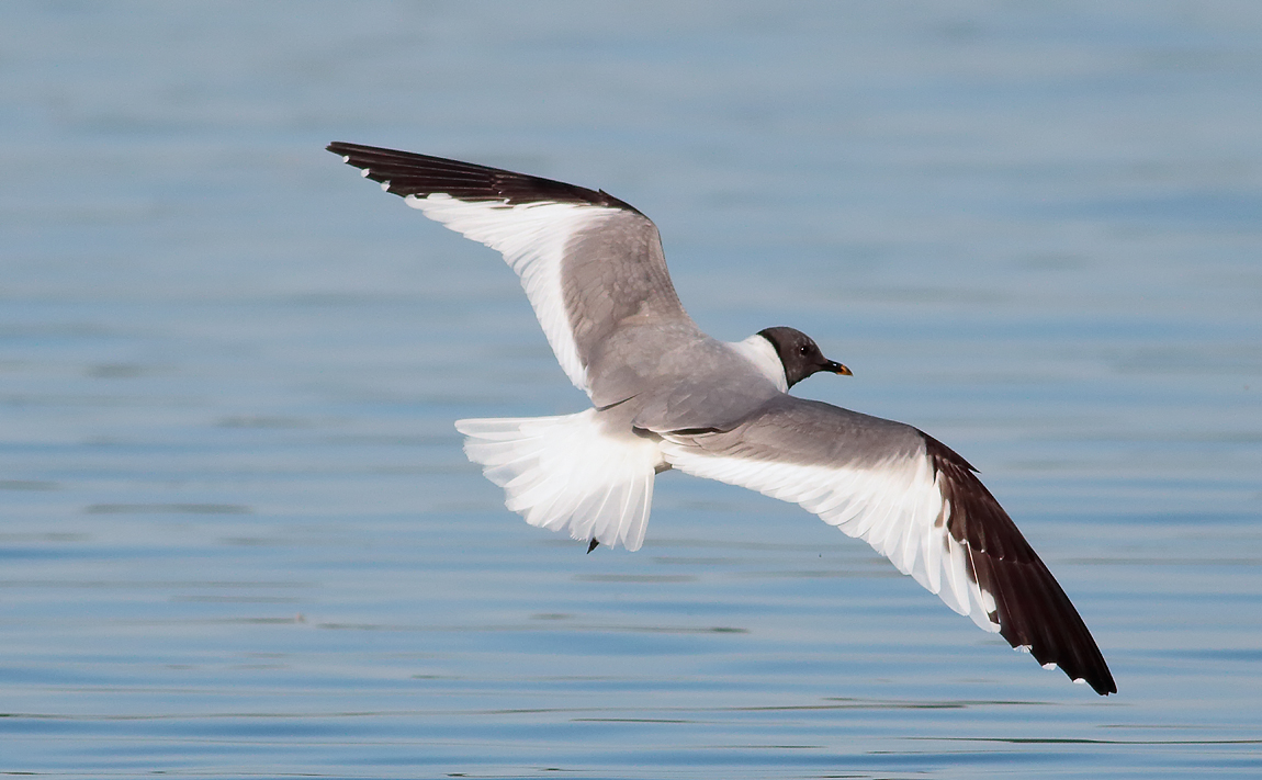 Sabine's Gull_S1Q9655