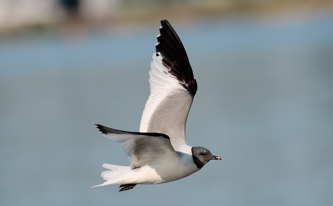 Sabine's Gull_S1Q9710