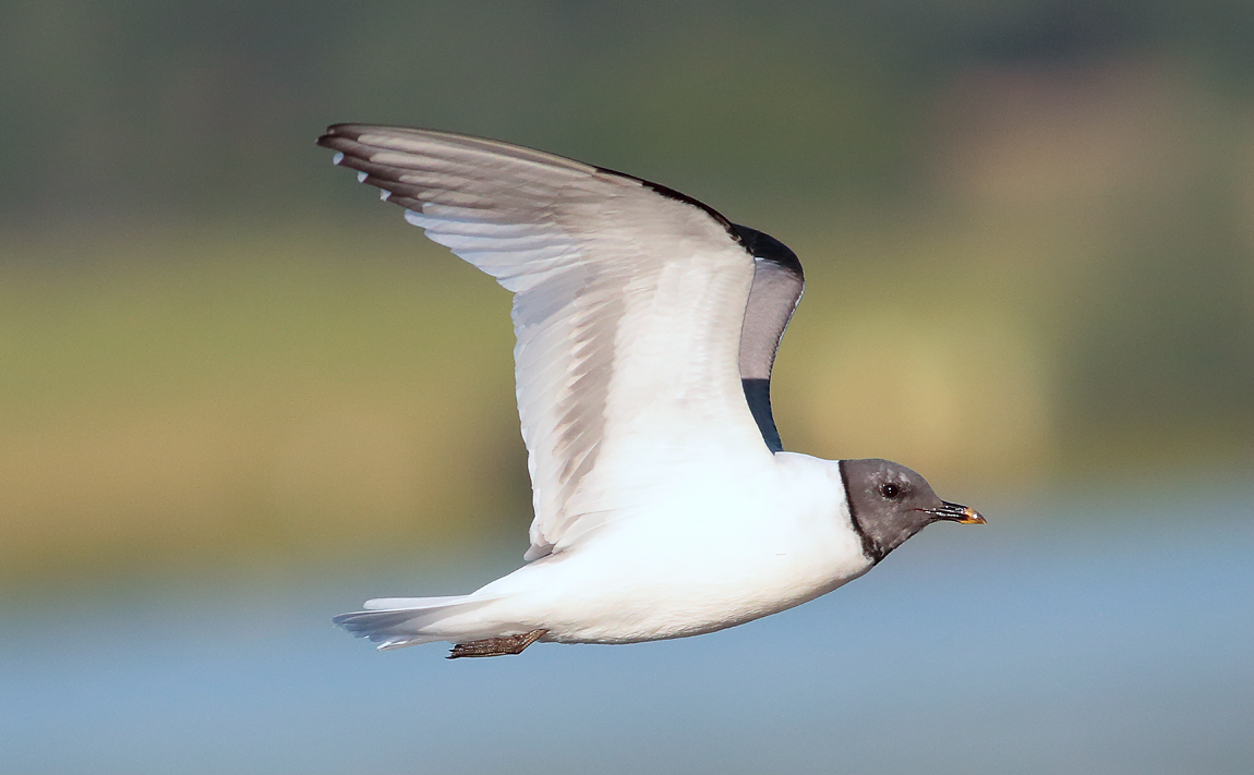 Sabine's Gull_S1Q9712
