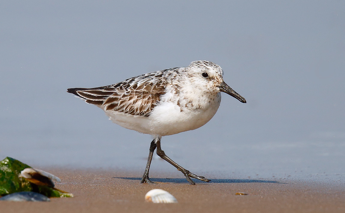 Sanderling_J4X9505