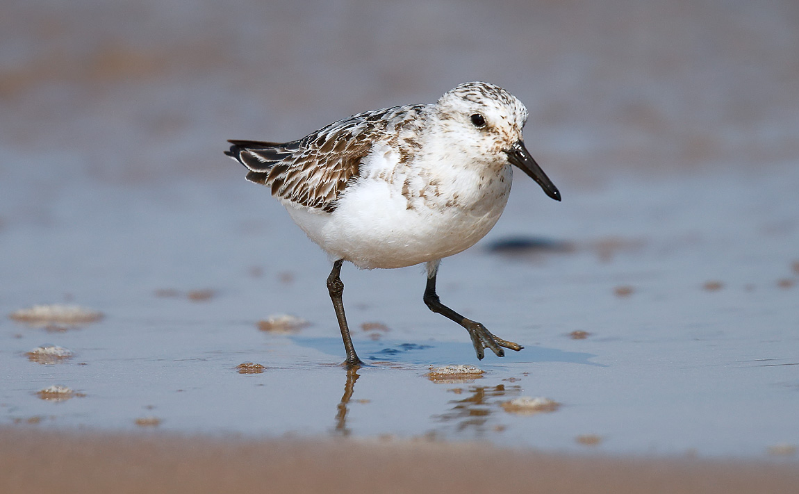 Sanderling_J4X9522