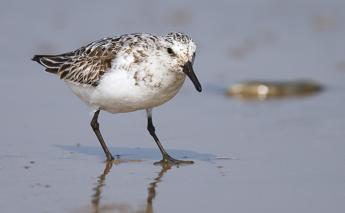 Sanderling_J4X9526