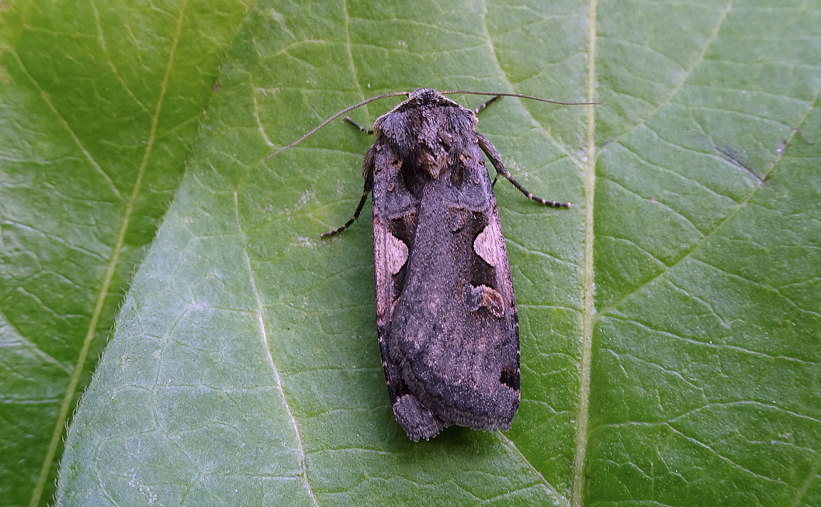 Setaceous Hebrew CharacterDSC00102