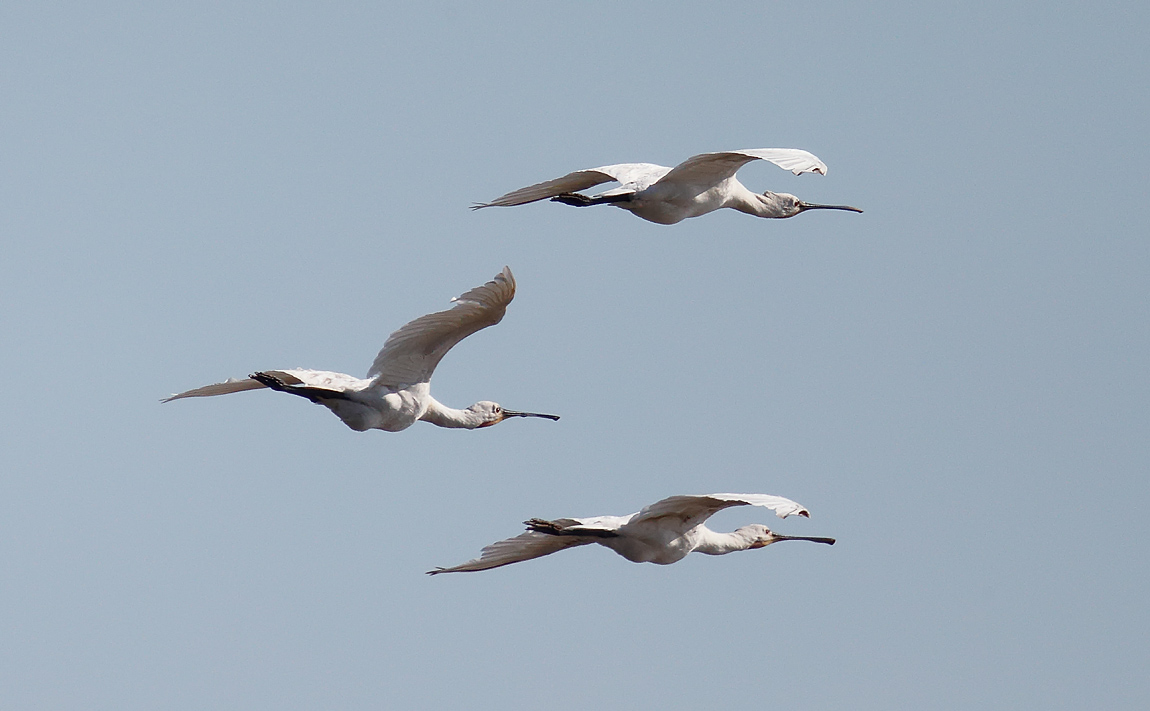 Spoonbill_J4X9290