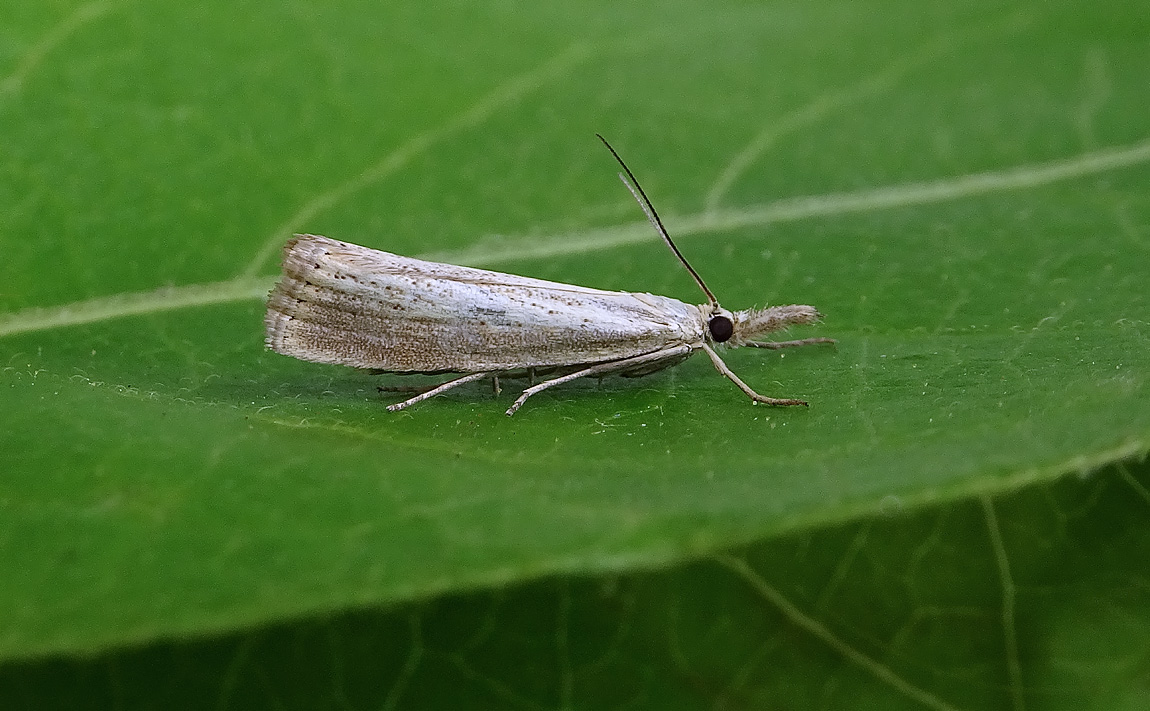 Staminella DSC00021