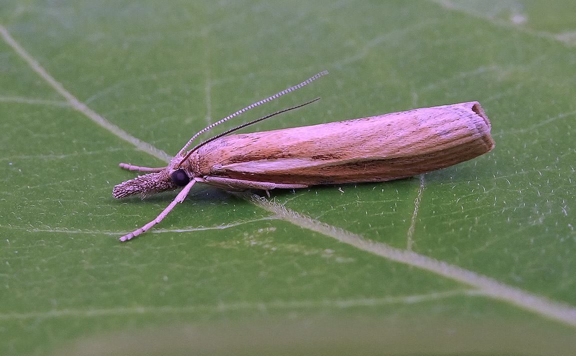Tristella DSC00011