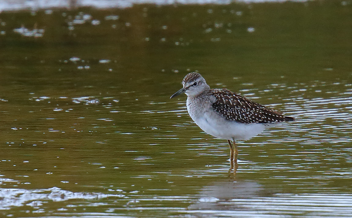 WOOD SANDPIPER_J4X9240