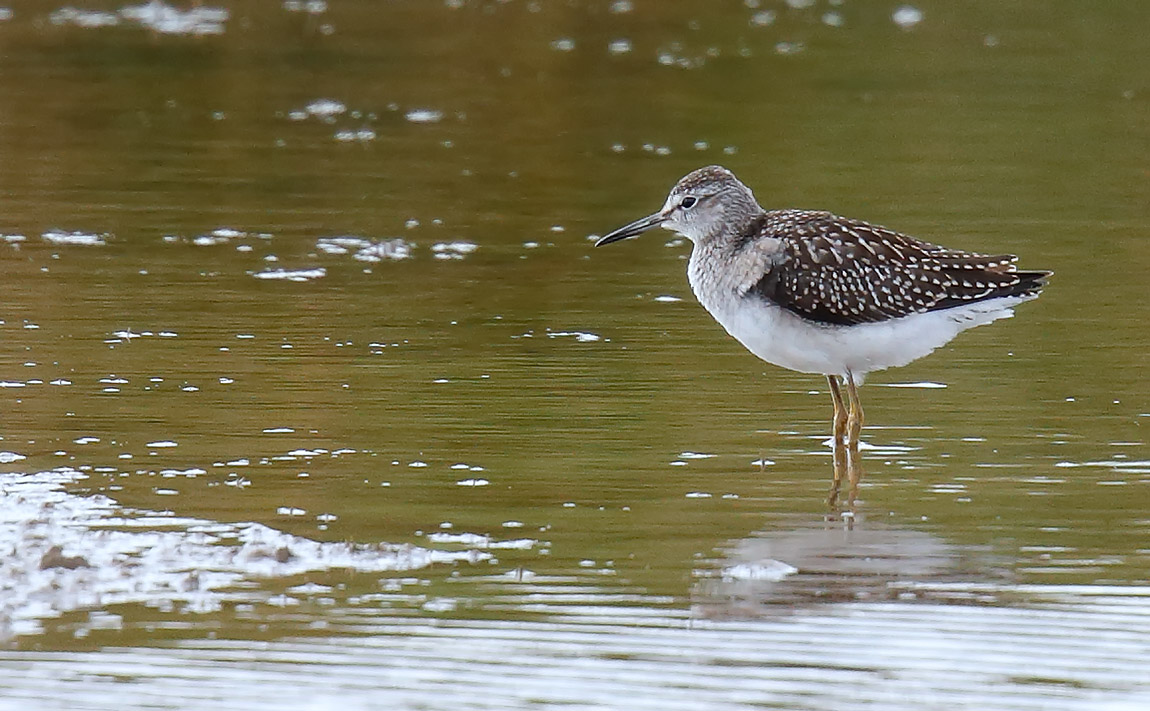 Wood Sandpiper B_J4X9247