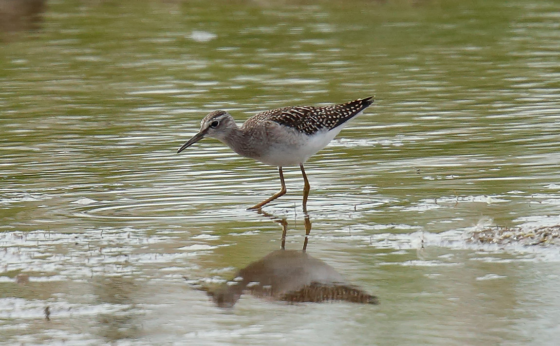 Wood Sandpiper_J4X9183