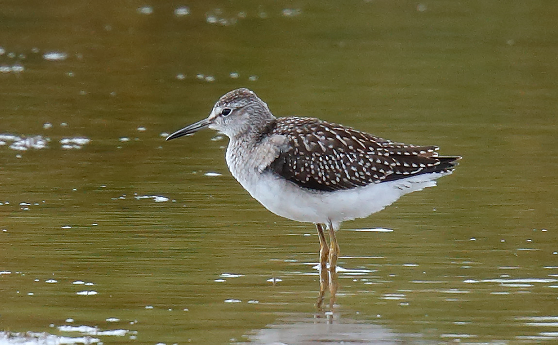 Wood Sandpiper_J4X9247