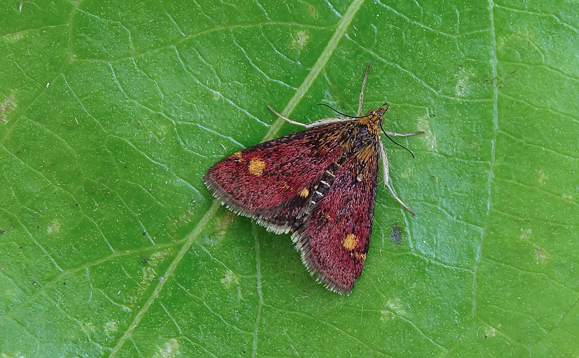 aurata DSC00075