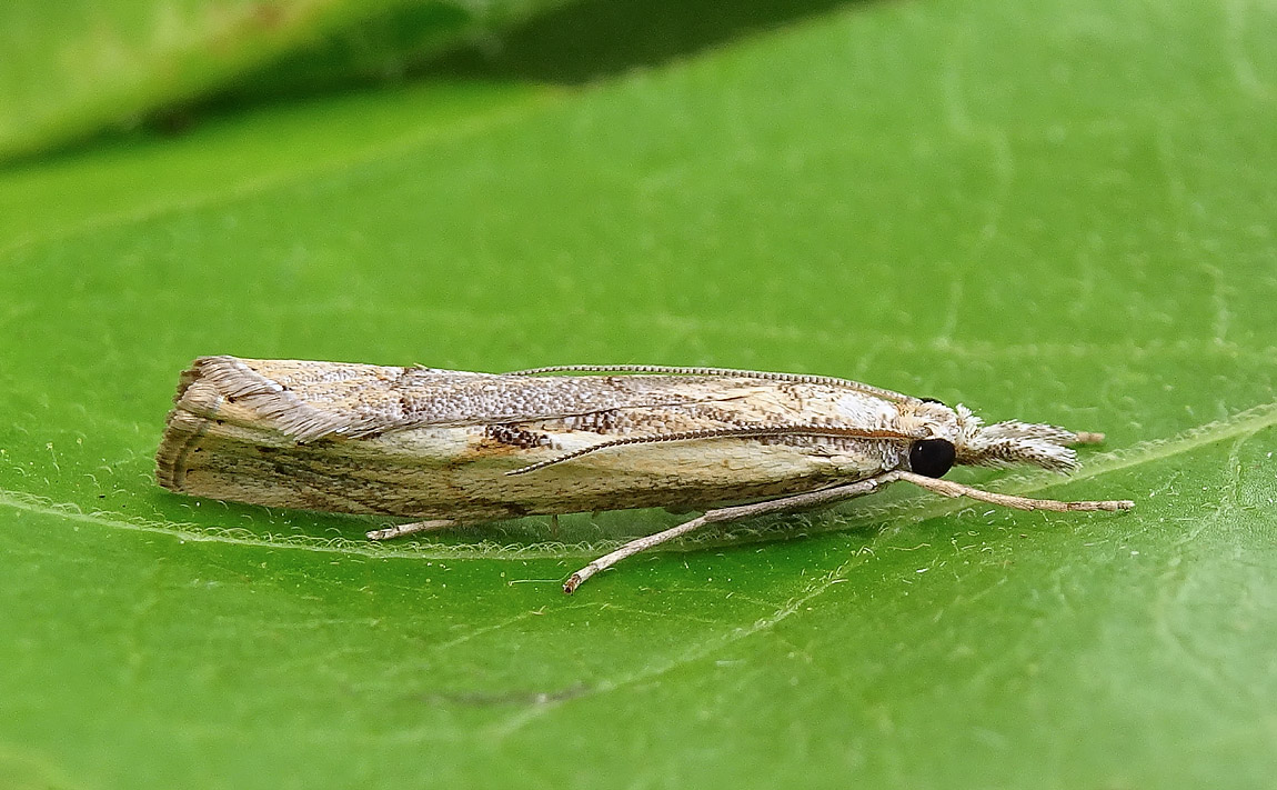 inquinatellaDSC00046