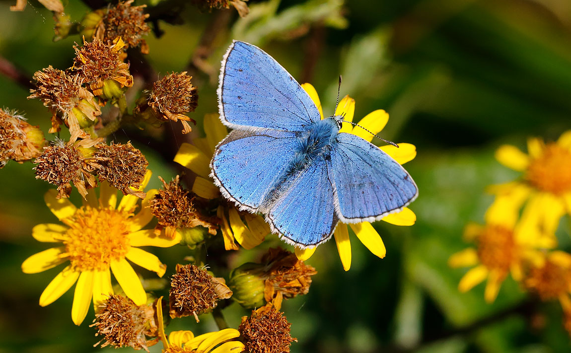 Addonis Blue_J4X1169
