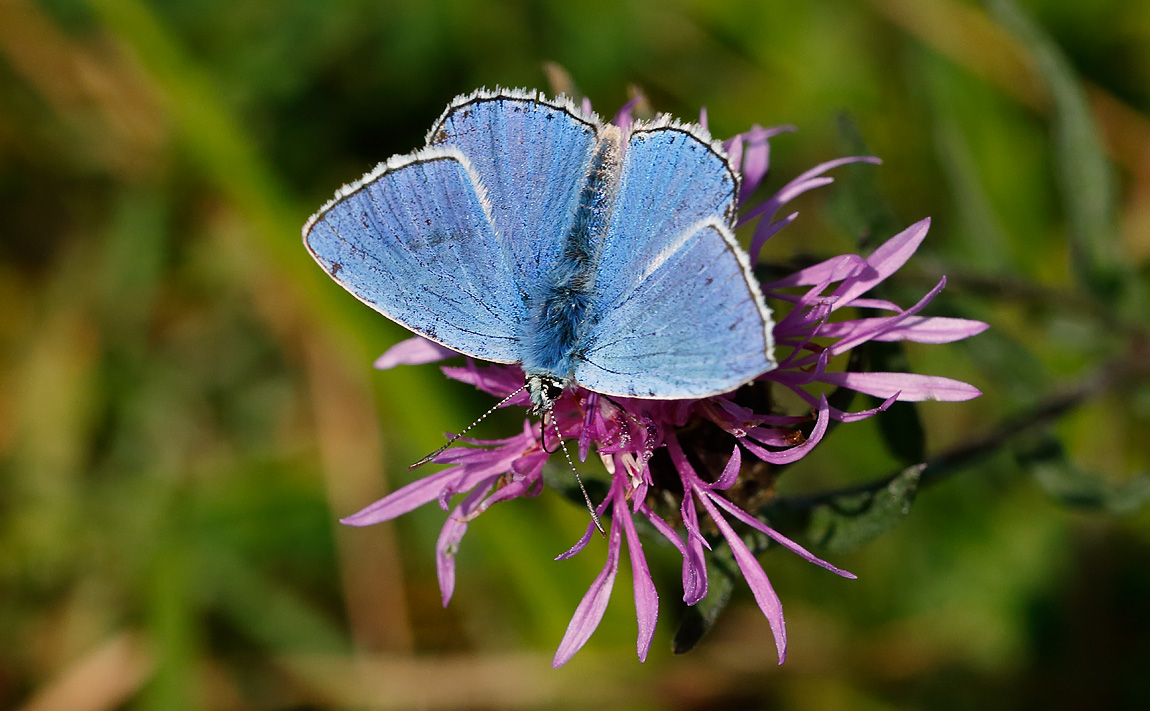 Adonis Blue_J4X1160