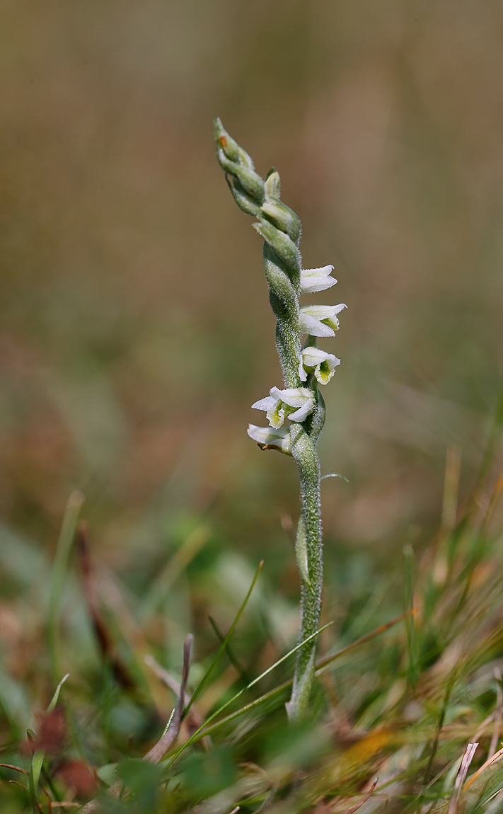 Autumn Ladies Tresses_J4X1223
