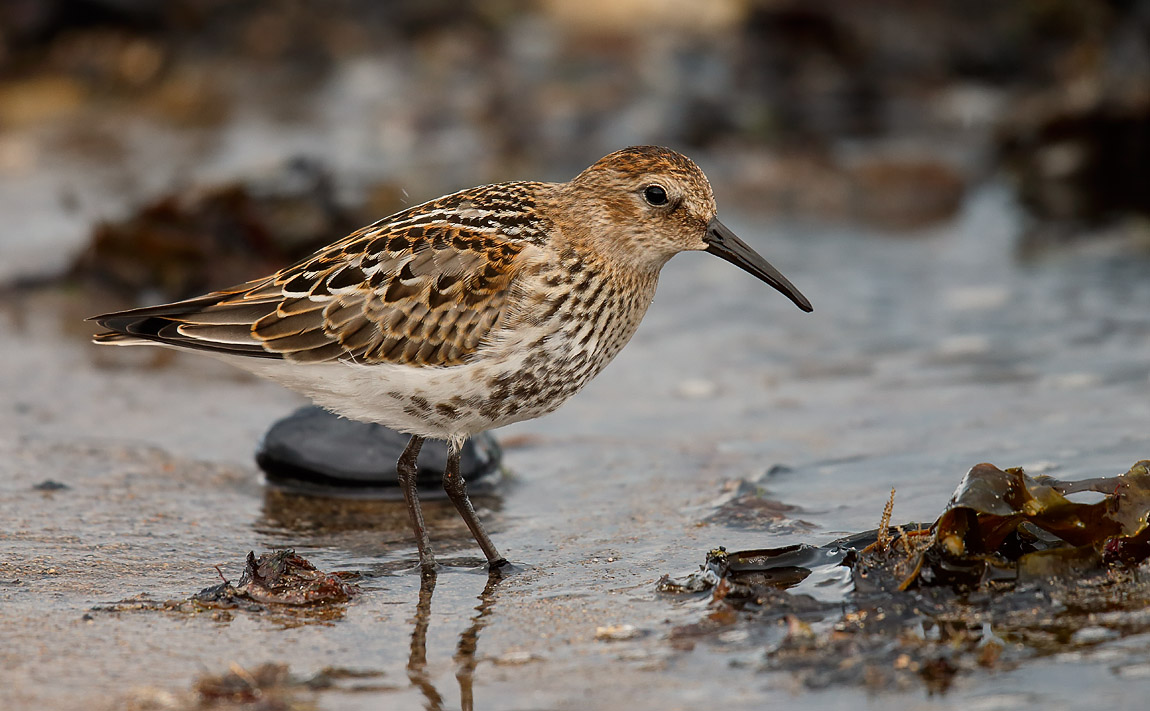 Dunlin_J4X0001