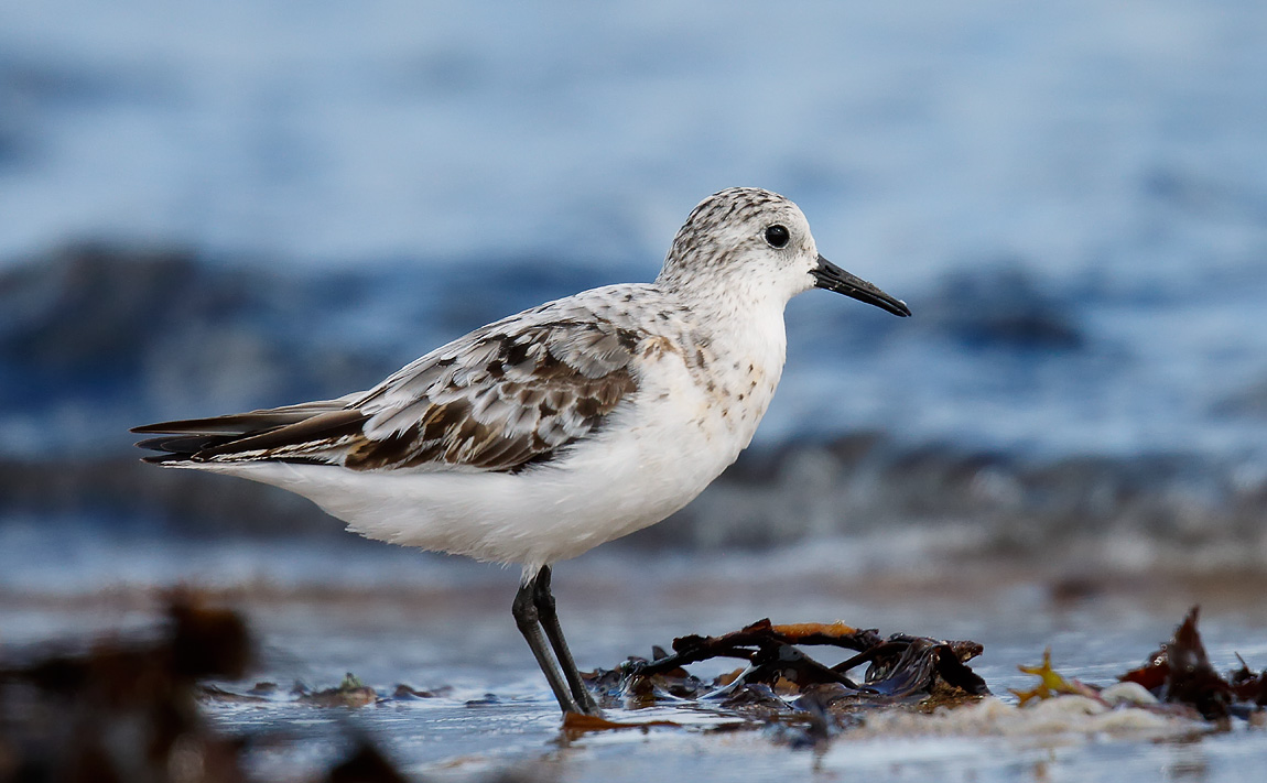 Dunlin_J4X0108