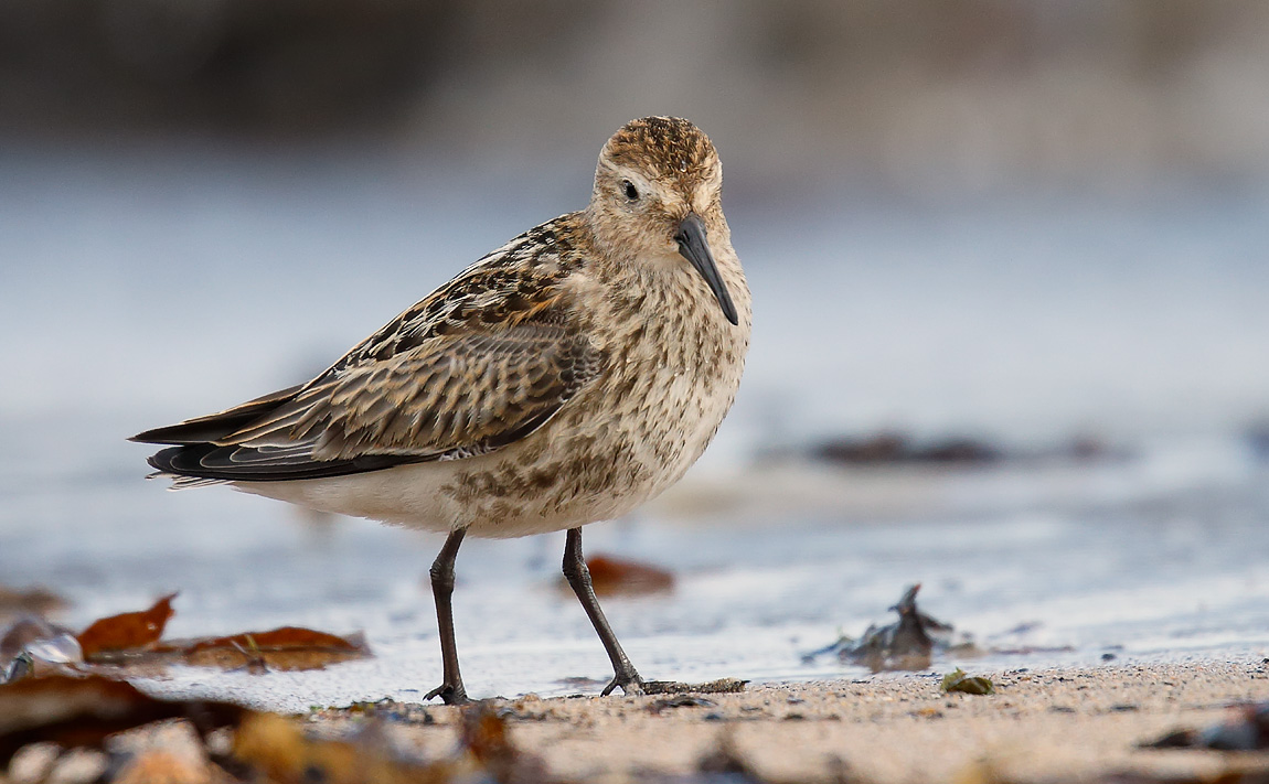 Dunlin_J4X0123