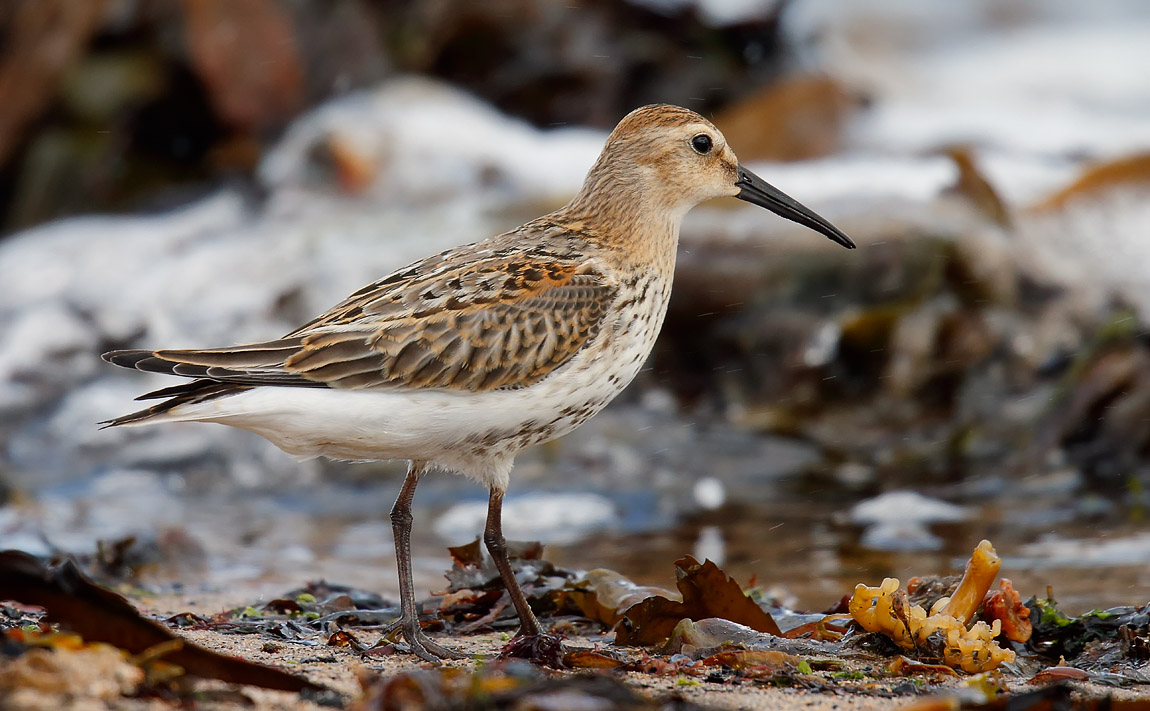 Dunlin_J4X0159