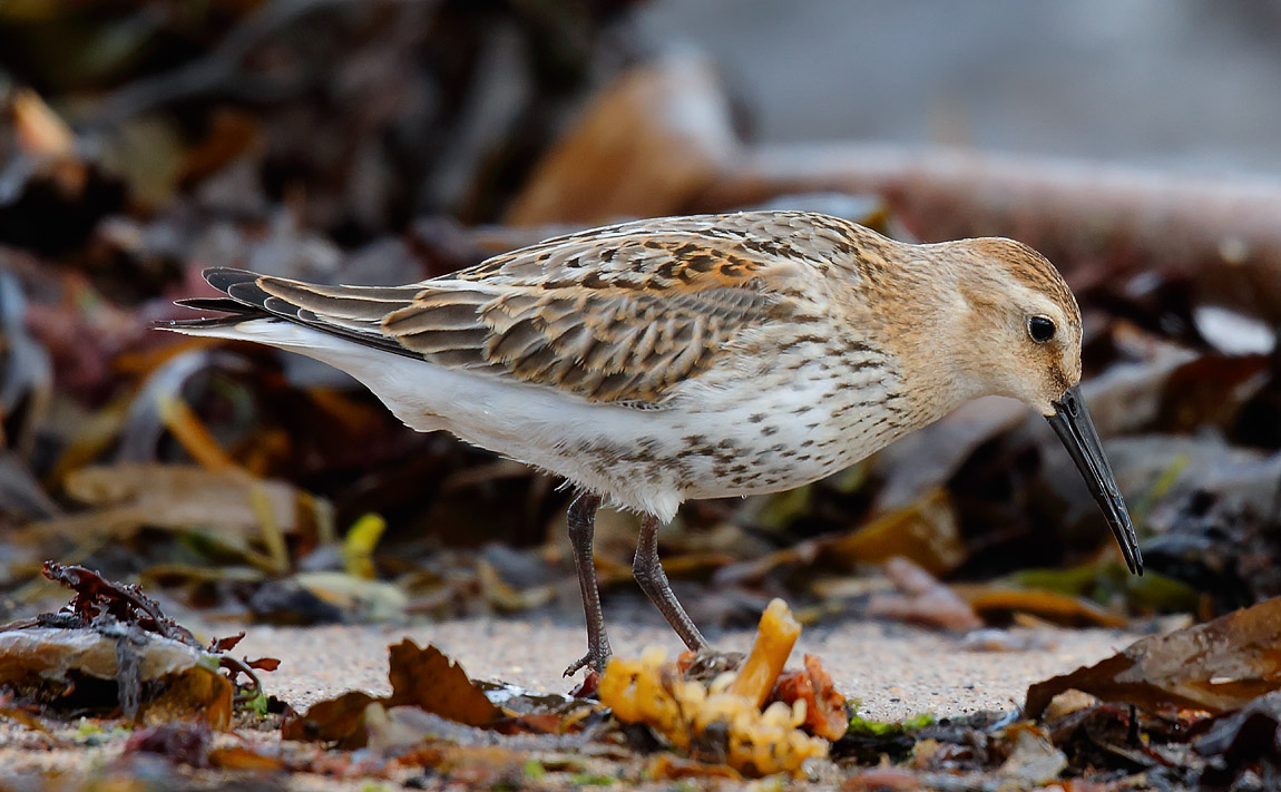 Dunlin_J4X0163