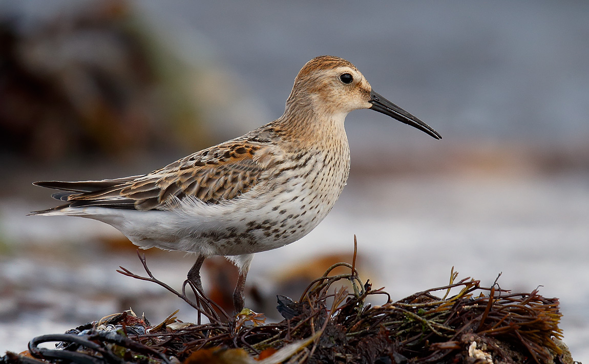 Dunlin_J4X0176