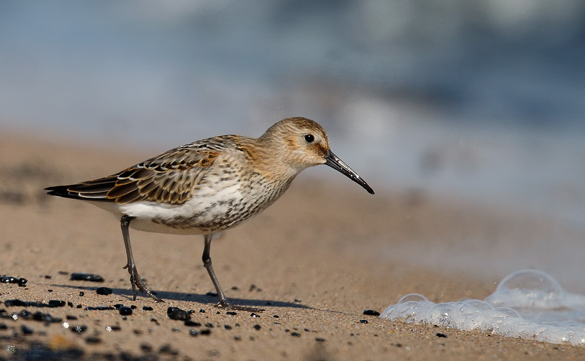 Dunlin_J4X0302