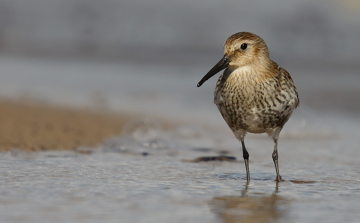 Dunlin_J4X0333
