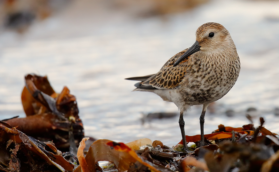 Dunlin_J4X0622