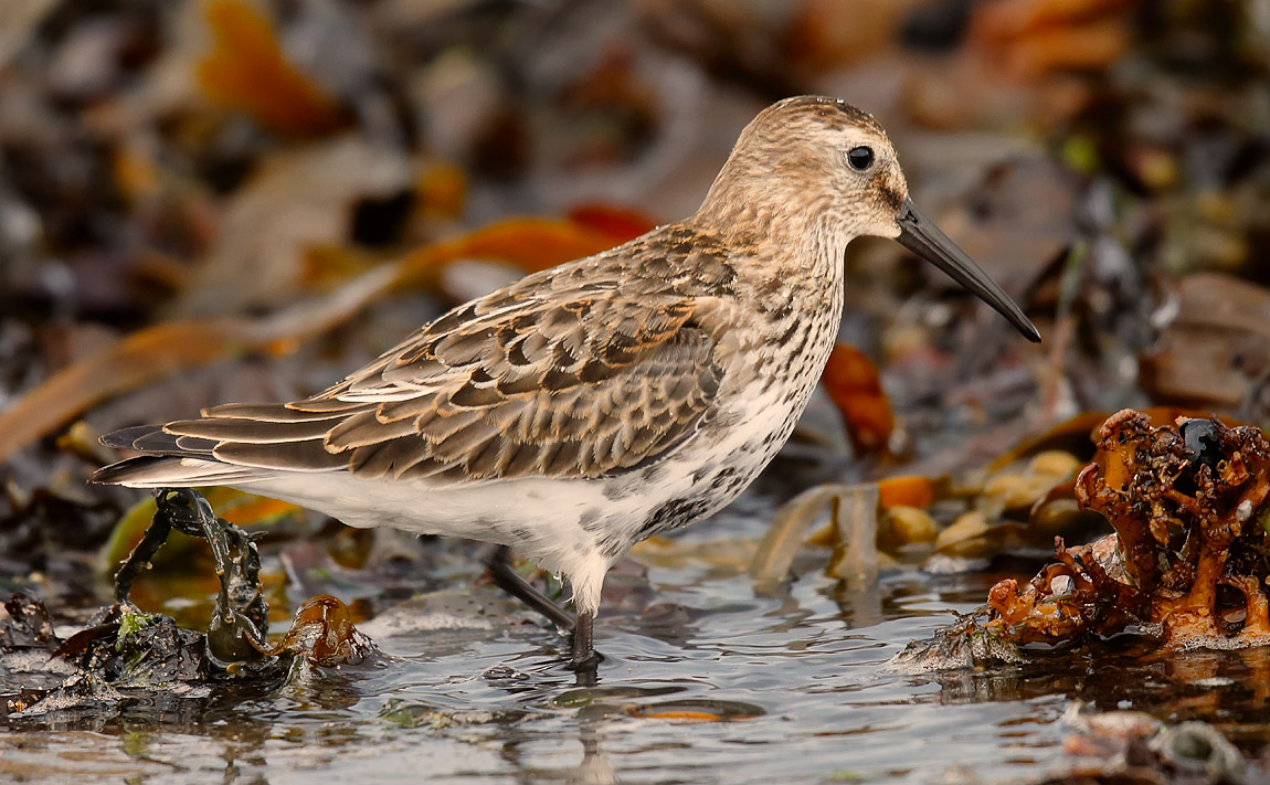 Dunlin_J4X9961