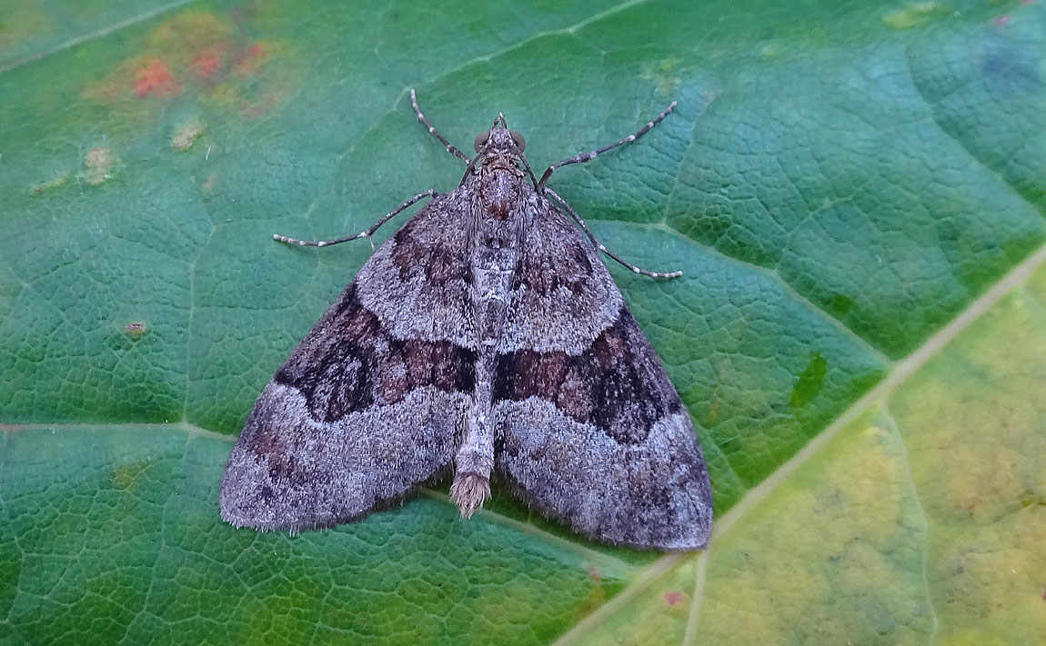 Grey Pine Carpet 3831183