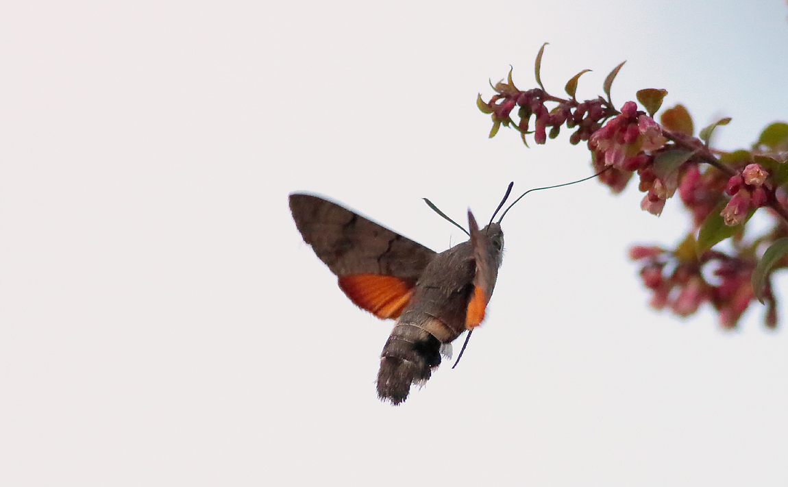 Humming Birdhawkmoth_S1Q0098