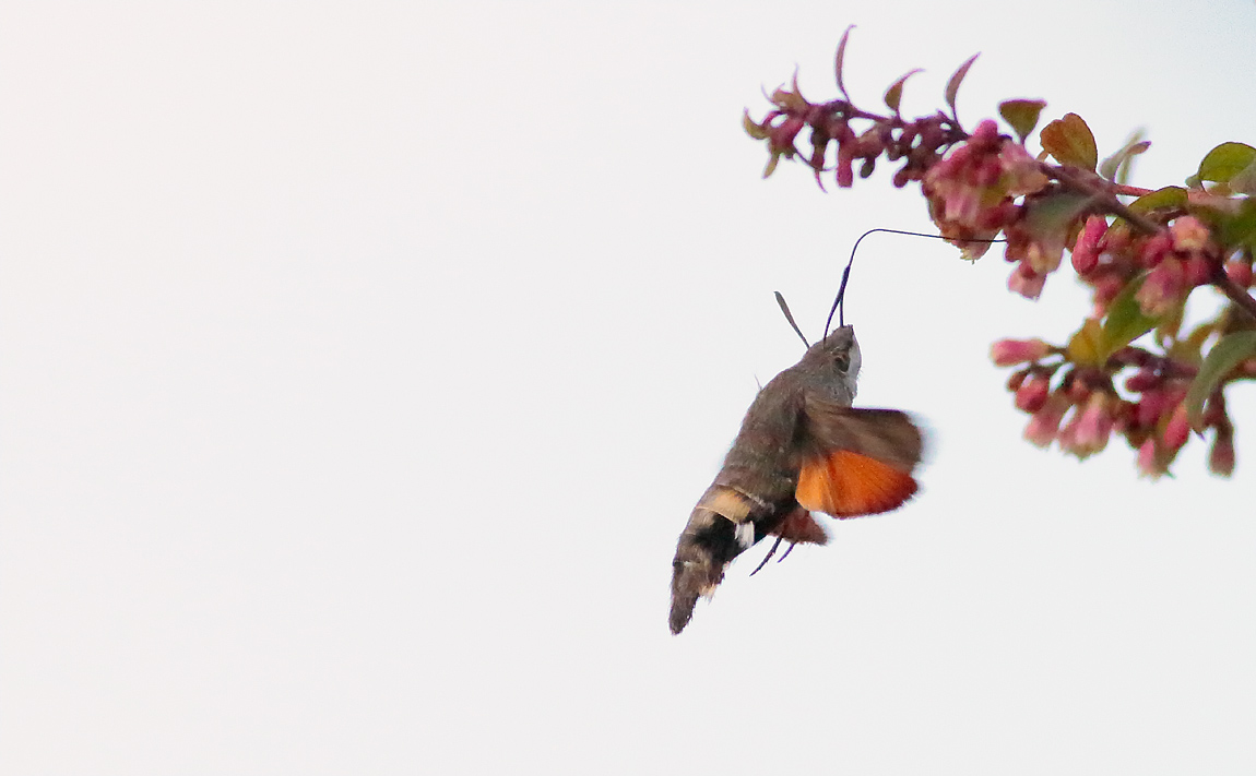 Hummingbird Hawkmoth 2_S1Q0101