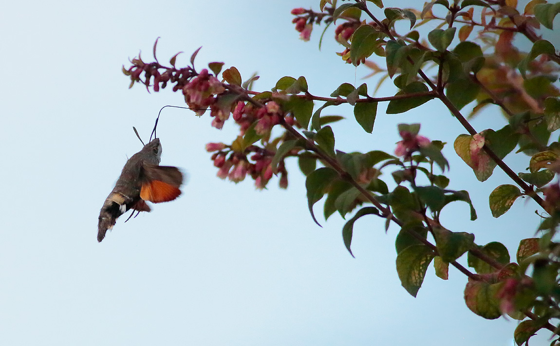 Hummingbird Hawkmoth_S1Q0101