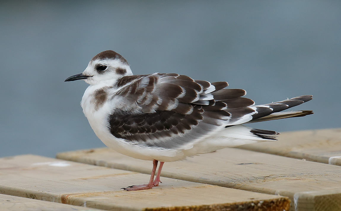 Little Gull Juv_J4X1330