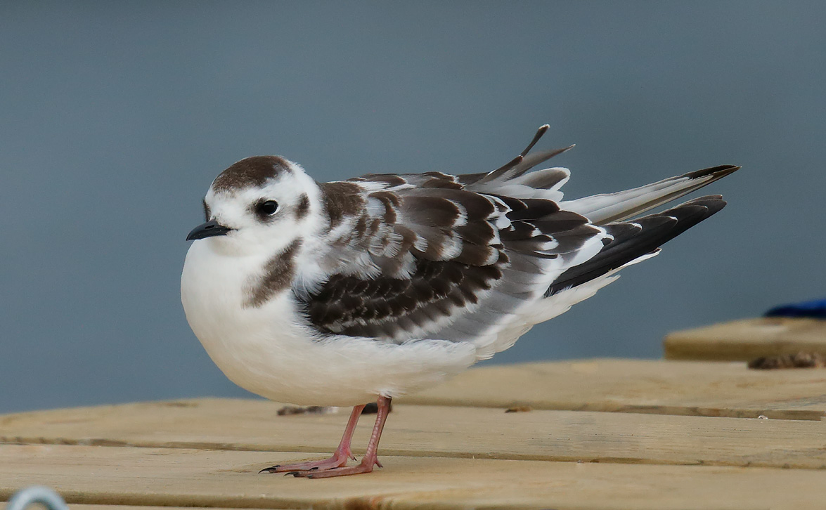 Little Gull Juv_J4X1482
