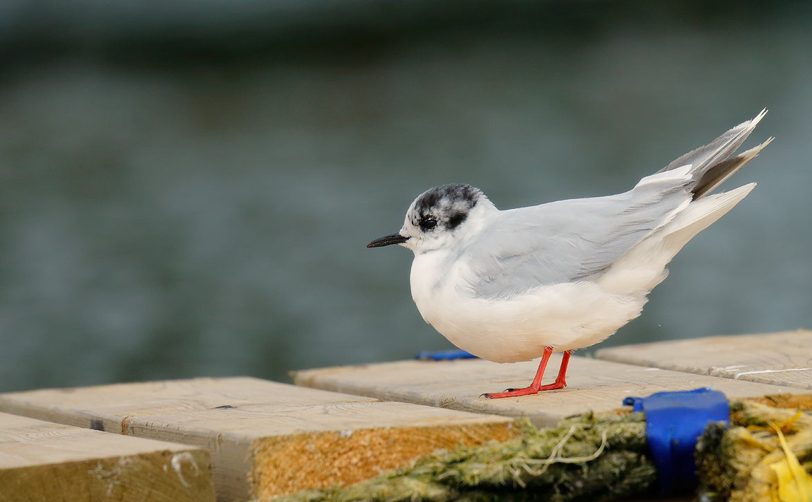 Little Gull_J4X1315