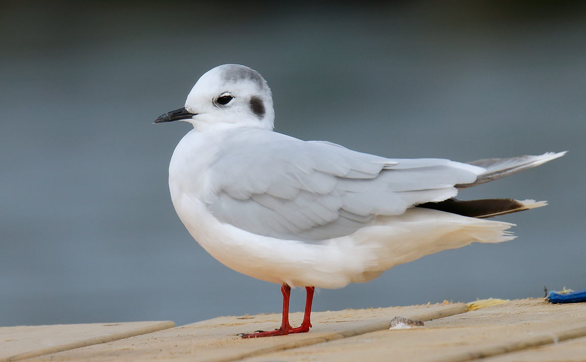 Little Gull_J4X1375