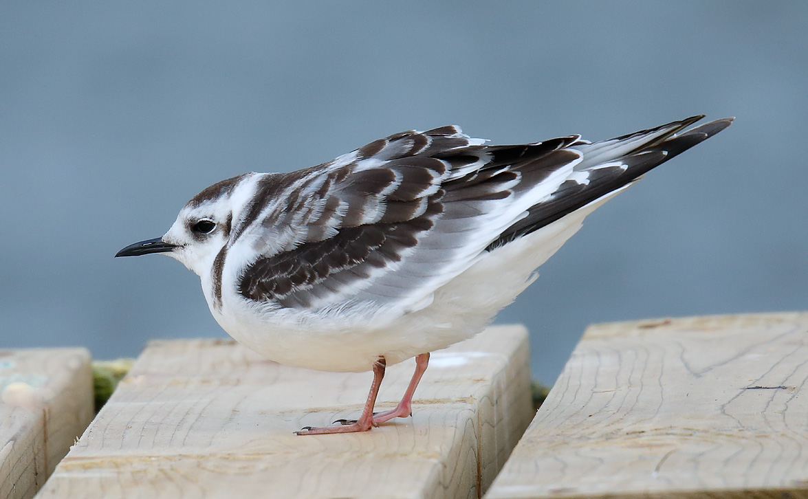 Littlr Gull Juv_J4X1388
