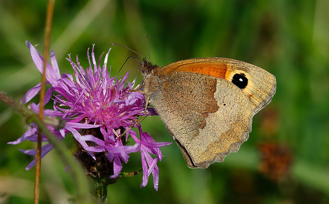 Meadow Brown_J4X1252