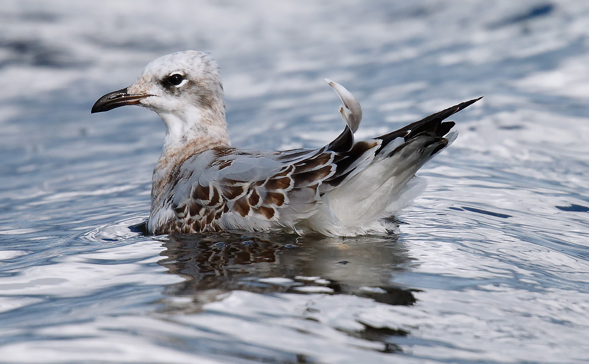 _Med Gull 1st yJ4X0920