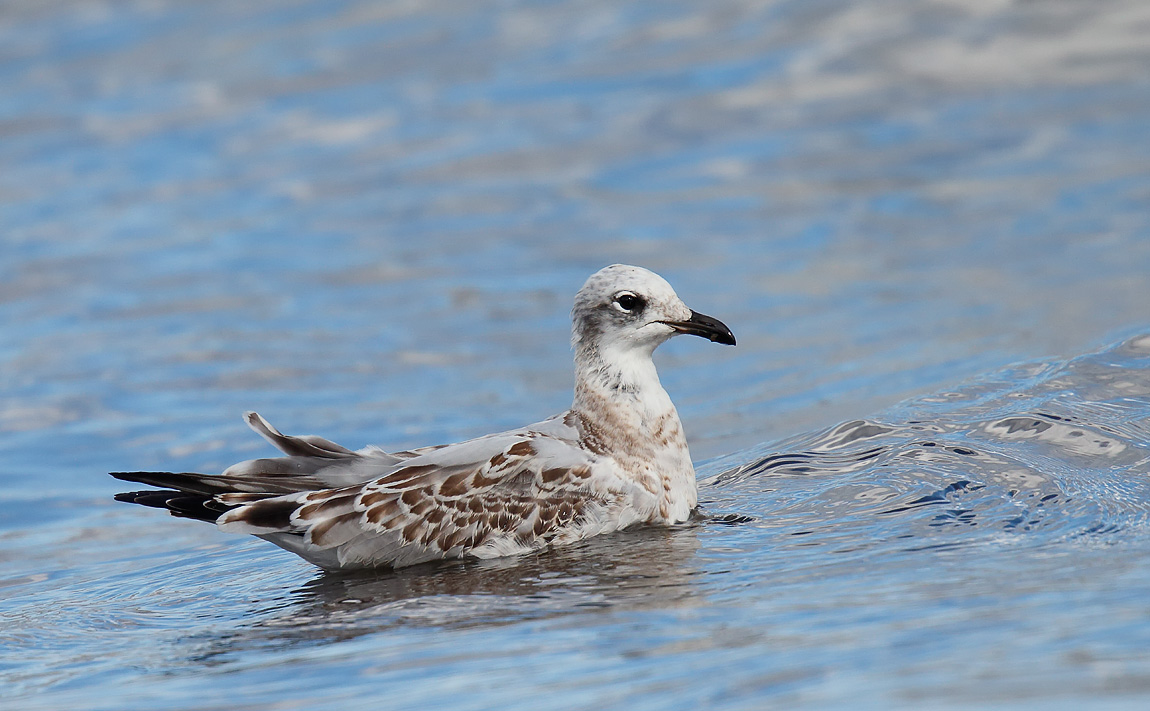 Med Gull Juv_J4X0499