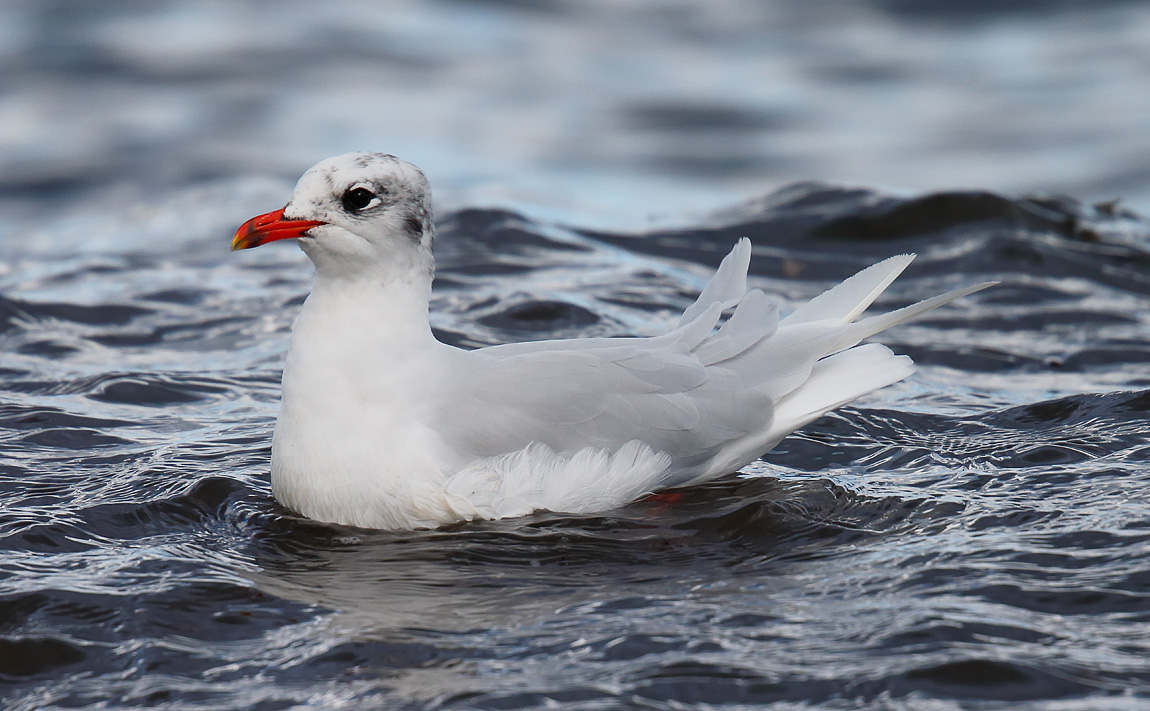 Med Gull_J4X0577