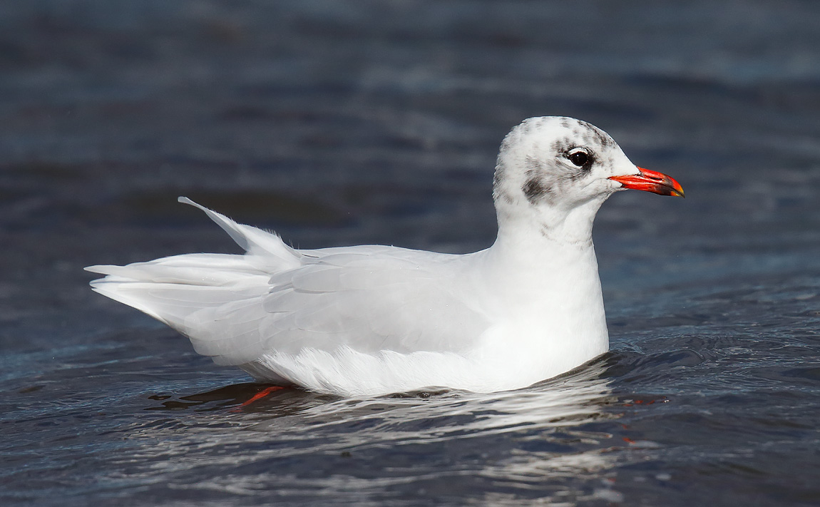 Med Gull_J4X0840