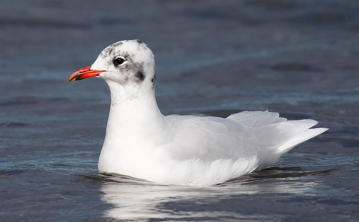 Med Gull_J4X0854