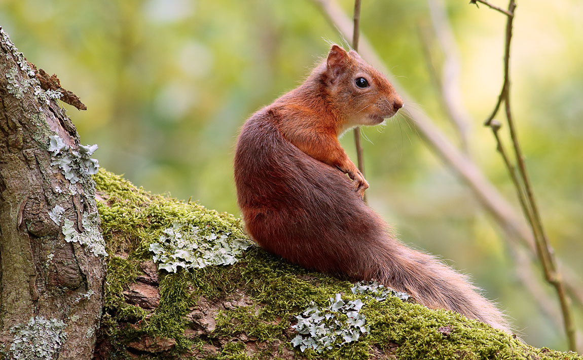 Red Squirrel_S1Q9935