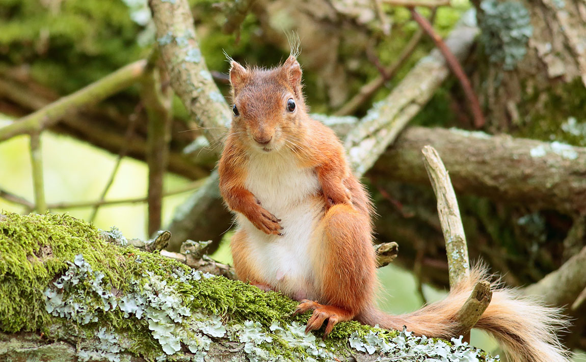 Red Squirrel_S1Q9944